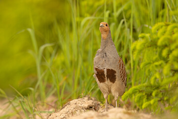 Kuropatwa (Perdix perdix) © Grzegorz