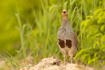 Kuropatwa (Perdix perdix)