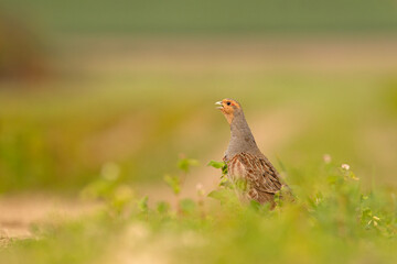 Kuropatwa (Perdix perdix)