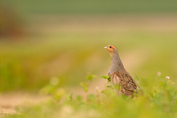 Kuropatwa (Perdix perdix)