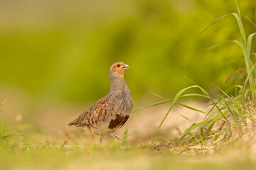 Kuropatwa (Perdix perdix) © Grzegorz