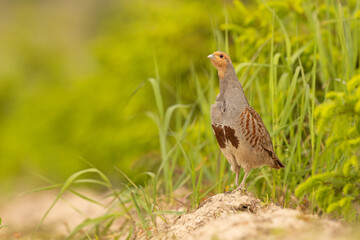 Kuropatwa (Perdix perdix) © Grzegorz