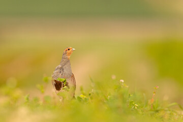 Kuropatwa (Perdix perdix)