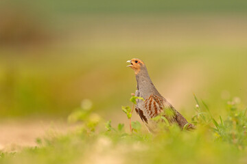 Kuropatwa (Perdix perdix)