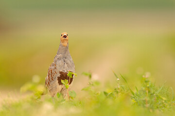 Kuropatwa (Perdix perdix)