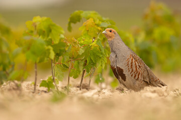 Kuropatwa (Perdix perdix) © Grzegorz