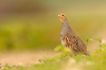 Kuropatwa (Perdix perdix)