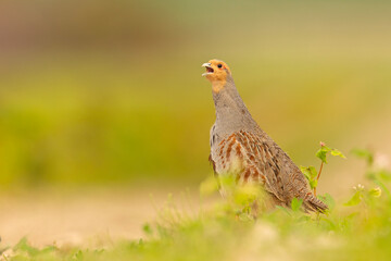 Kuropatwa (Perdix perdix)