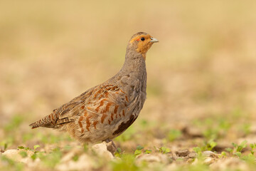 Kuropatwa (Perdix perdix)