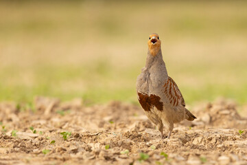 Kuropatwa (Perdix perdix)