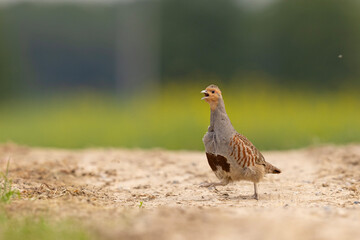 Kuropatwa (Perdix perdix)