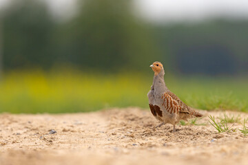 Kuropatwa (Perdix perdix)