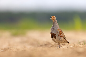 Kuropatwa (Perdix perdix)