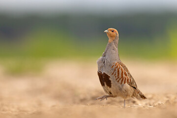 Kuropatwa (Perdix perdix) © Grzegorz