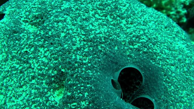 sea squirt soft coral underwater view