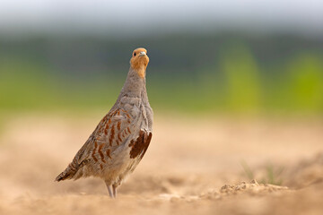 Kuropatwa (Perdix perdix) © Grzegorz