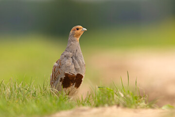 Kuropatwa (Perdix perdix) © Grzegorz