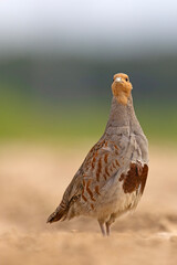 Kuropatwa (Perdix perdix)