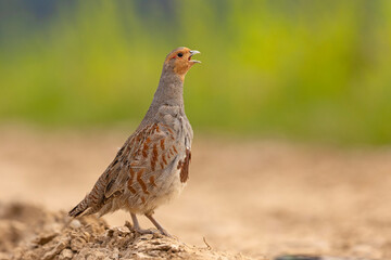 Kuropatwa (Perdix perdix)
