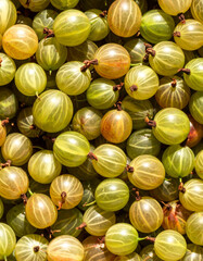 Gooseberries still life photograph