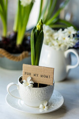 Little boy making a handmade present for his mother - planting a bulb of hyacinth in a white cup, making a postcard saying for my mom. Family values. Recreation, hobby, leisure concept