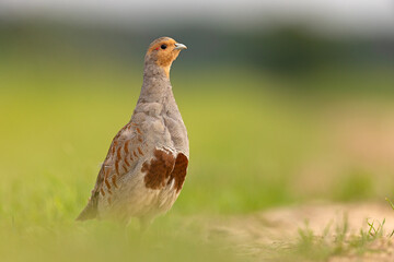 Kuropatwa (Perdix perdix)
