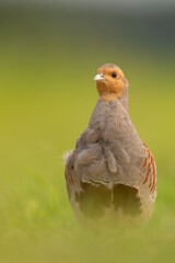 Kuropatwa (Perdix perdix)