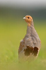 Kuropatwa (Perdix perdix)