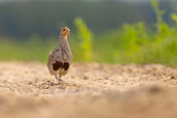 Kuropatwa (Perdix perdix) © Grzegorz