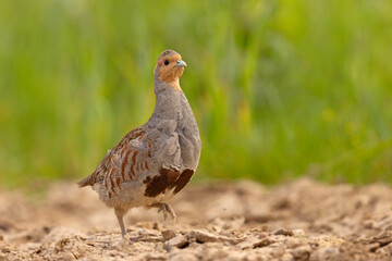 Kuropatwa (Perdix perdix) © Grzegorz