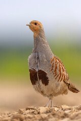 Kuropatwa (Perdix perdix)