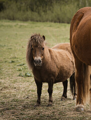 horses in a field