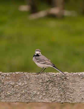 great tit parus major