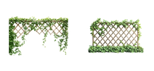 Wooden lattice trellis with ivy garden. Cut out png set