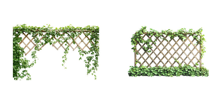 Wooden lattice trellis with ivy garden. Cut out png set