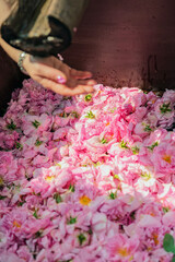 Hand reaching over tub of wet pink rose petals during harvesting process. Concept of rose petals, aroma production, floral texture and natural beauty