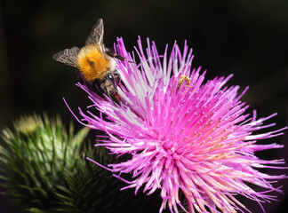 Ackerhummel und Lygus auf Wilder Karde