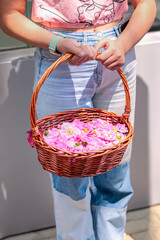 Woman holding basket of pink flowers, enjoying sunny day outdoors. Traditional cultural festival, folk fest in Bulgaria. Bulgarian rose harvest, Rose petal picking, heritage, rural traditions concept
