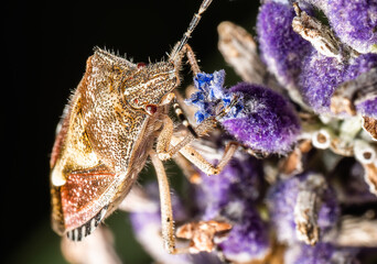 Punaise des baies sur lavande