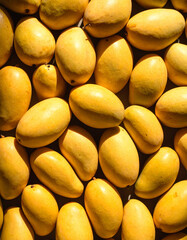 Mango still life photograph