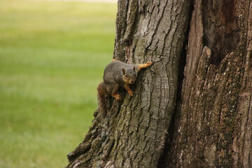 squirrel on tree deciding where to go