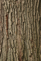tree bark texture