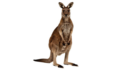 A magnificent kangaroo is captured in a striking portrait, showcasing its wild beauty.