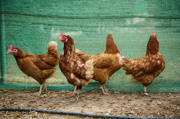 A group of brown chickens walking inside a barn with handmade green fence, reflecting the peaceful life of farm animals in a rustic setting