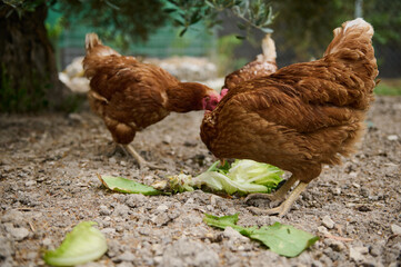 Brown hens and cockerel walking inside the barn in an eco farmland. A group of free range chickens in an ecologically friendly chicken farm outdoors. Free-range chicken pecking grains and lettuce