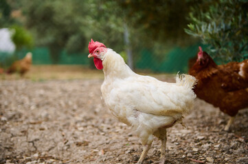 Free-range chickens pecking grain in a barn outdoors,rural settings. Eco-farming and sustainable lifestyle concept