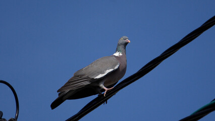 Wood pigeon. Large wild pigeon on wires, wood pigeon close-up