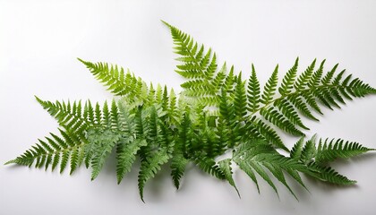 sprigs of ferns on white background with soft focus effect green leaves