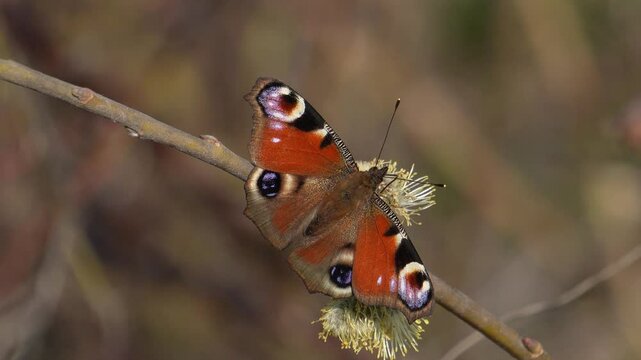 Peacock butterfly. Beautiful Butterfly macro shot, spring butterfly close up shot.