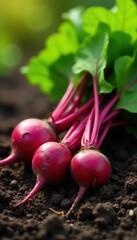 Sun-drenched beets, earthy soil, organic garden harvest, agriculture, field, texture